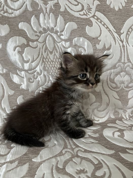 Отдам в добрые руки котят!