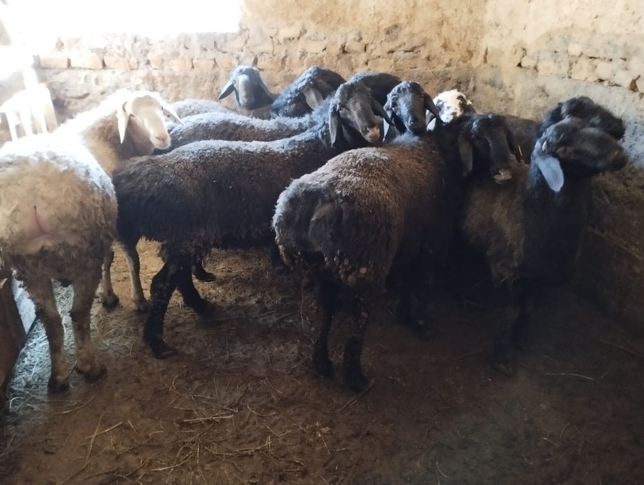 Қошқар бар семіз