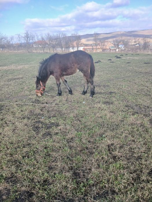 De vânzare mânz de 8 luni o făcut acum în 31 noiembrie