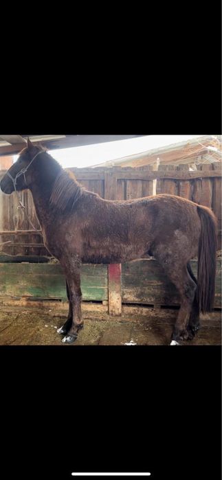 Срочно продам жеребец