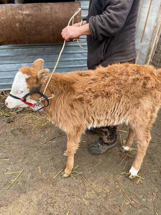 Сауын сиыр жуас 2 туған