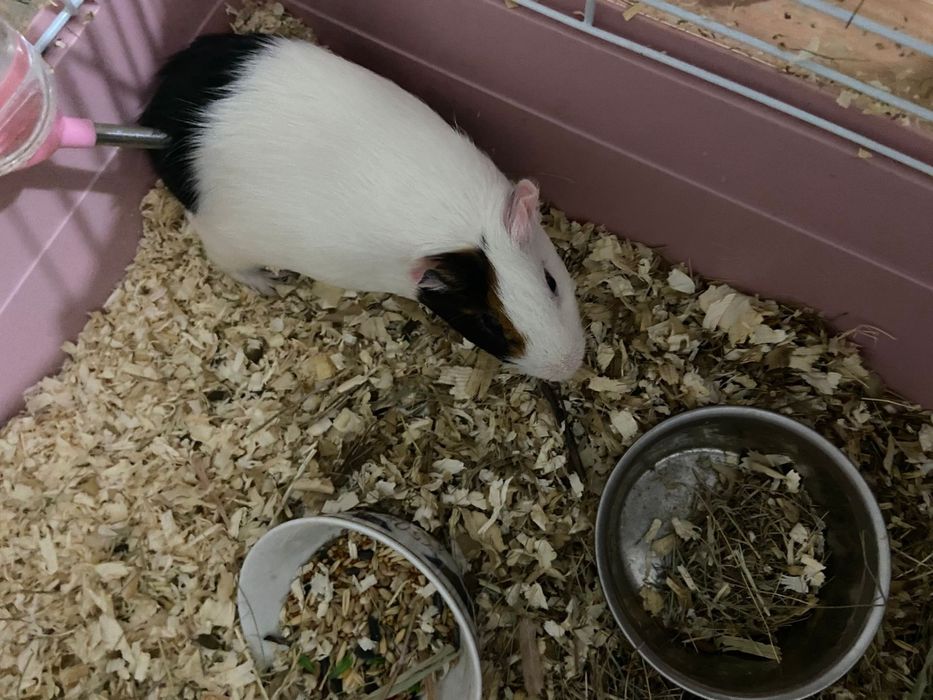 Морская свинка мальчик