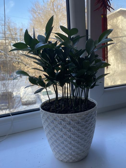 Срочно продам комнатные растения