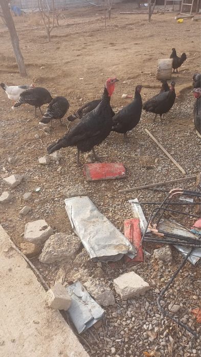 Түйе-тауықтар сатылады