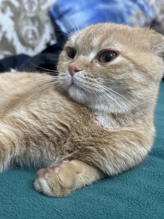 Mushuk sotiladi продается кошка породистая