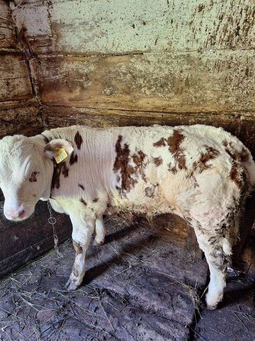 De vânzare vițel de 3luni