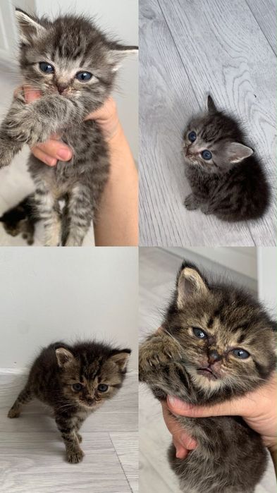 Отдам котят в хорошие руки