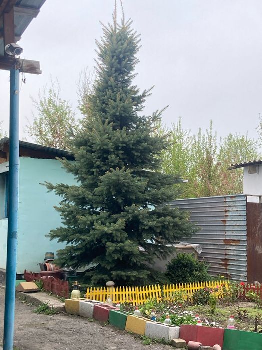 Ёлка продам срочно