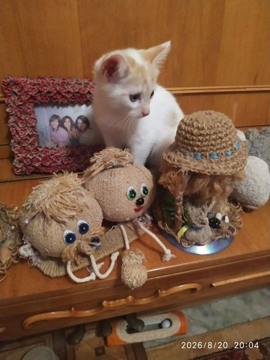 Отдам котят в хорошие руки
