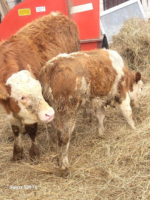 Vitica baltata românească frumoasa 6 luni  din vaci bune de lapte