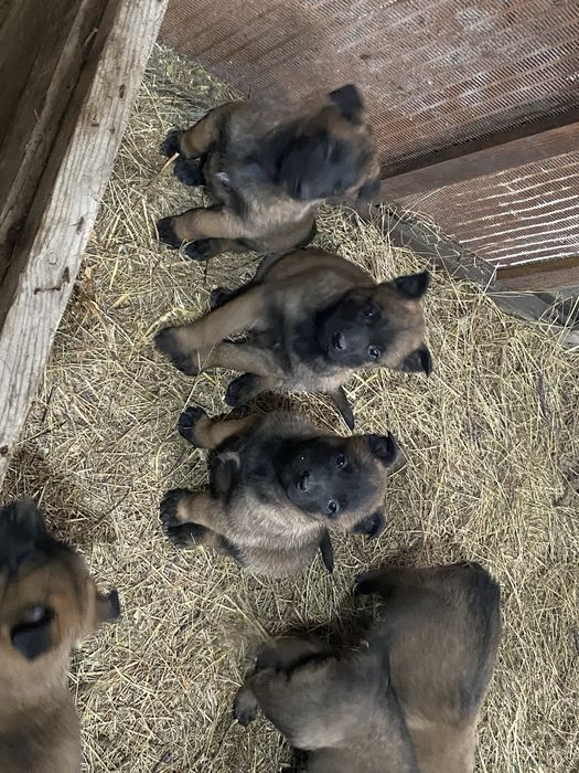 Кутята белгиской овчарки