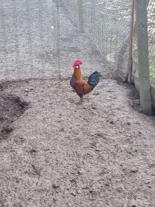 Vind cocoșel  iopan