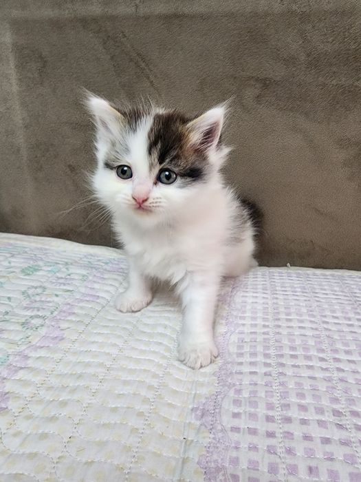 Продам домашних котят