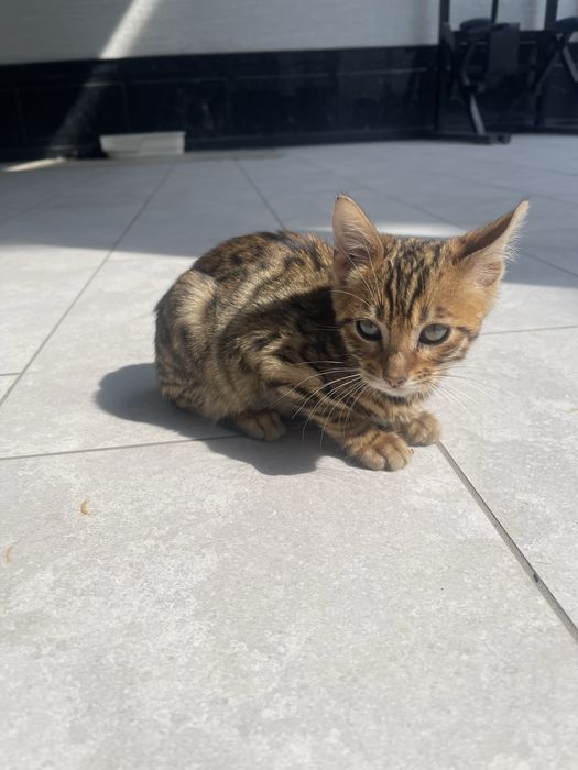 Bengalskiy toza mushu