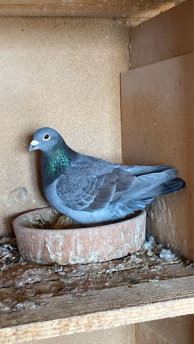 Vand porumbei voiajori maraton