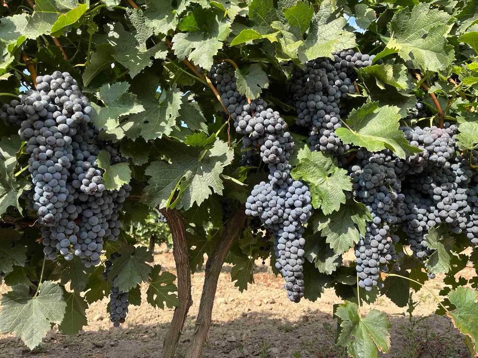 Продавам винено грозде