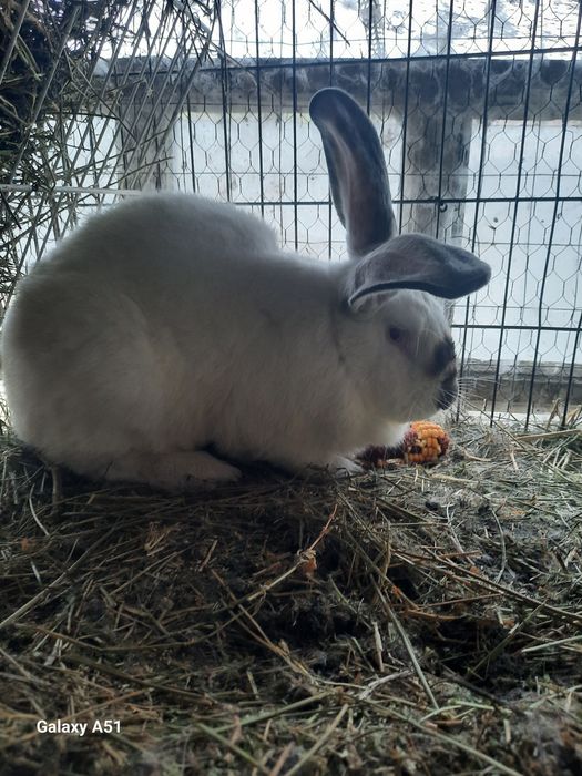 Iepure mascul urias de transilvania