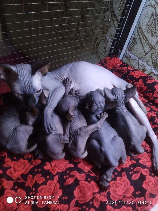 Вязка Чистокровный канадский сфинкс приглашает на вязку прекрасных да