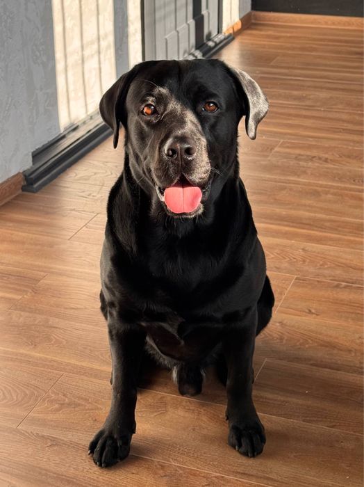 Вязка лабрадора.