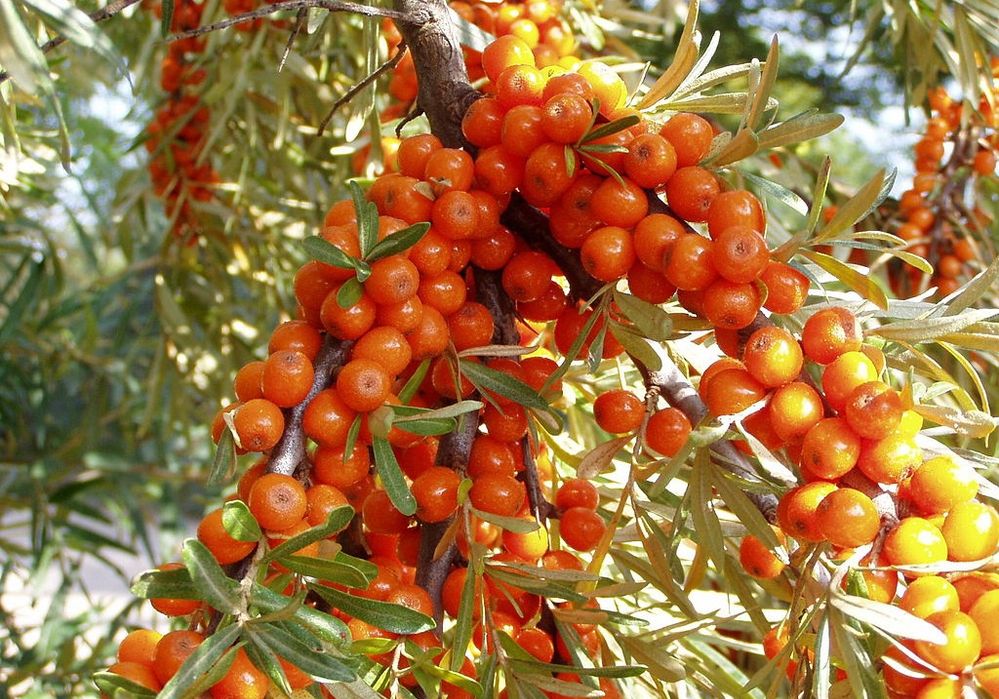 Arbuști Fructiferi  CATINA MASCUL