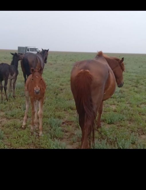 Екі Бие сатылады.
