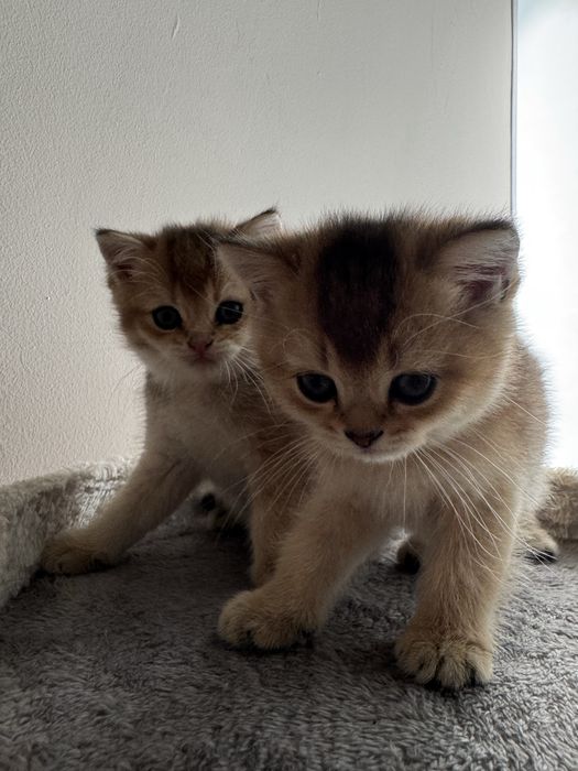 Продается Котята
