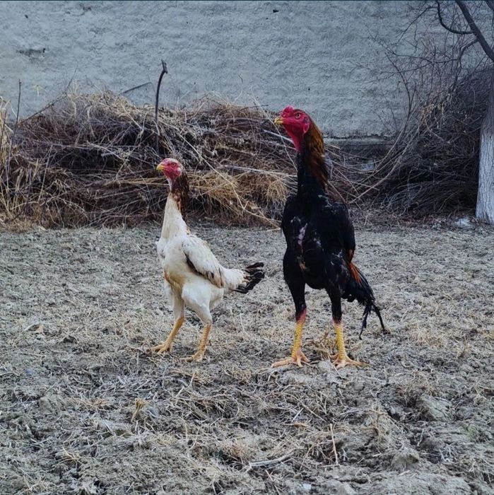 О шамо болалари сотилади.