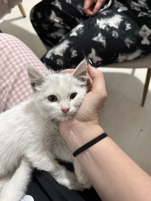 маленькие котята