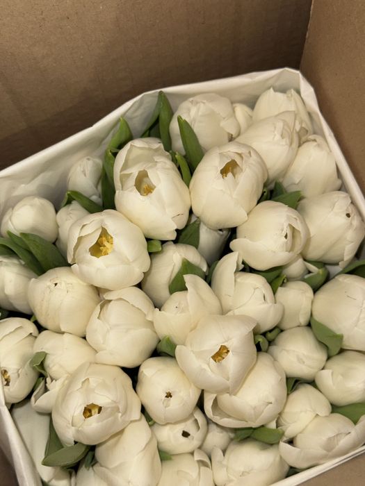 Продам тюльпаны 750