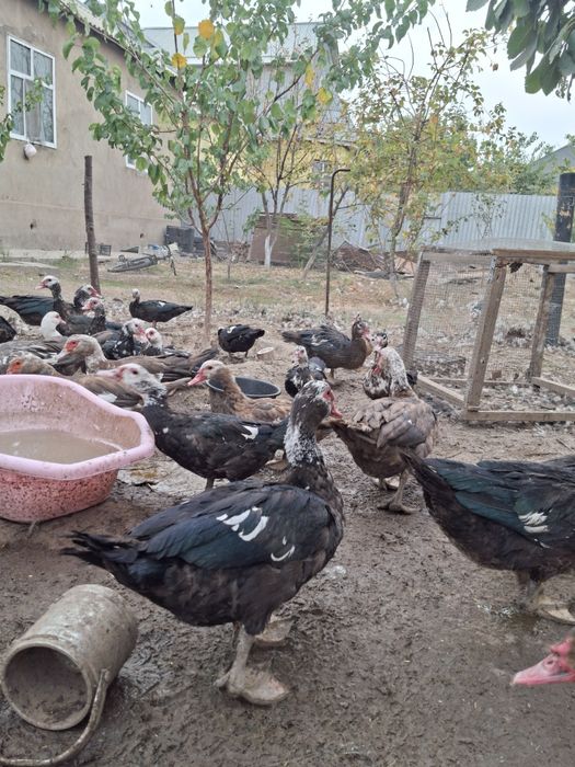 Индоутки продается