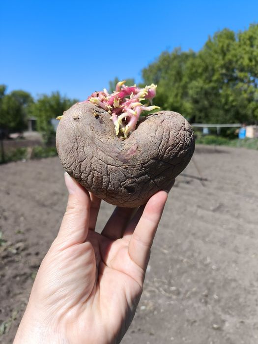 Картофель семена ведро