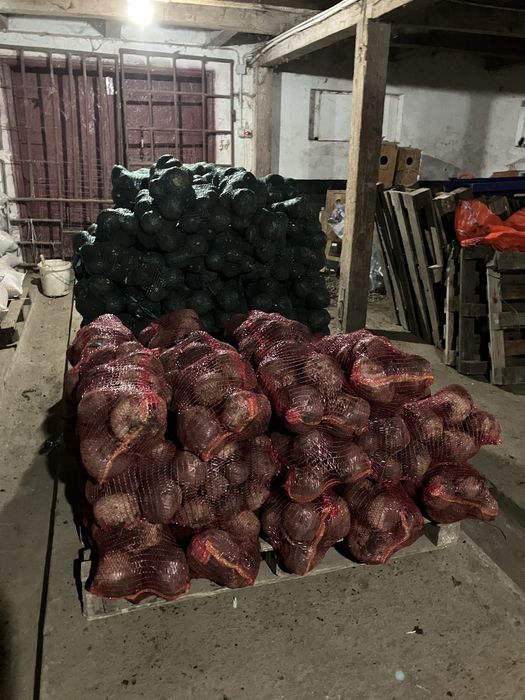 Sfecla Rosie si Ridichi Negre