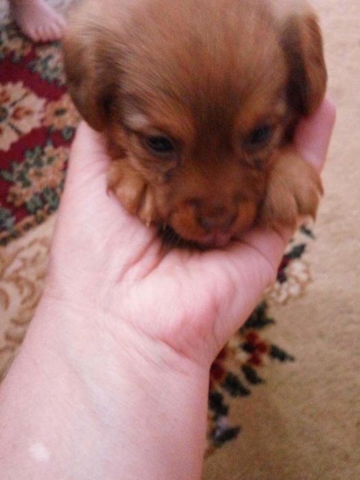 Щенок  в добрые руки