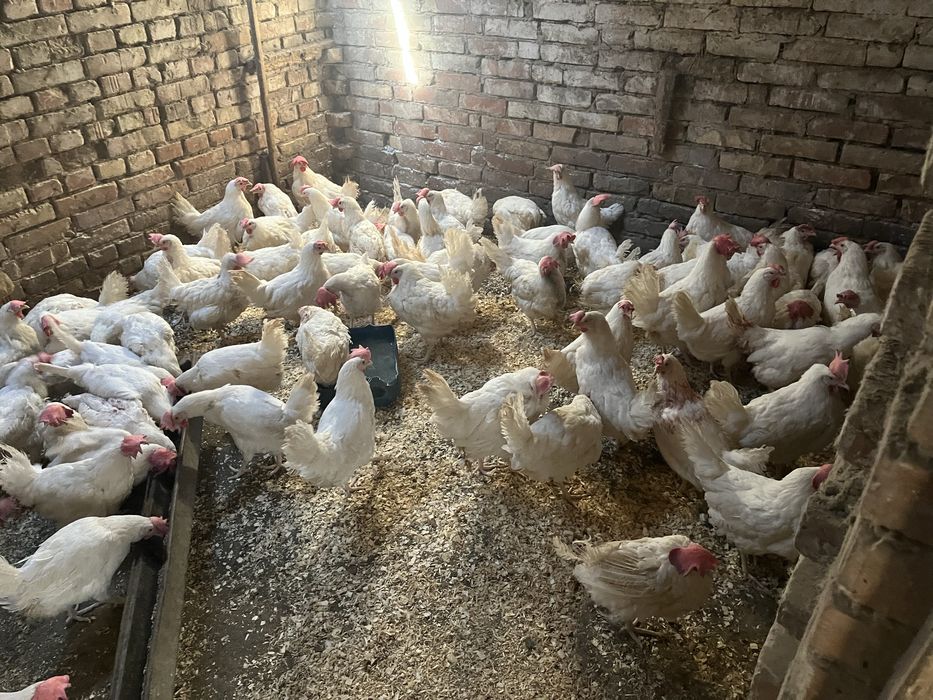 Продам кур несушек
