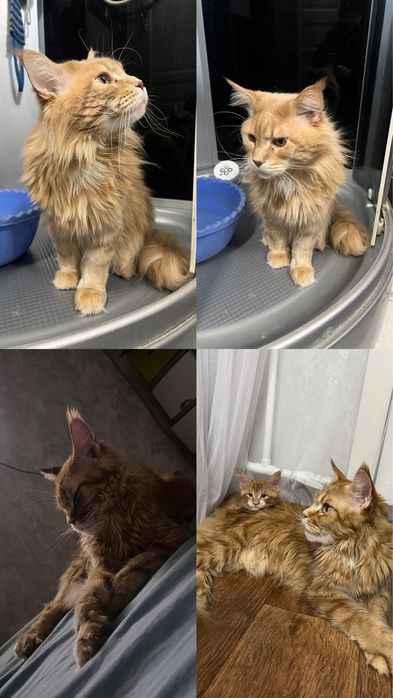 Мейн кун котята резерв