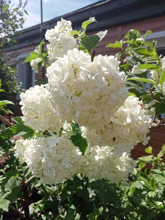 Продам частный дом