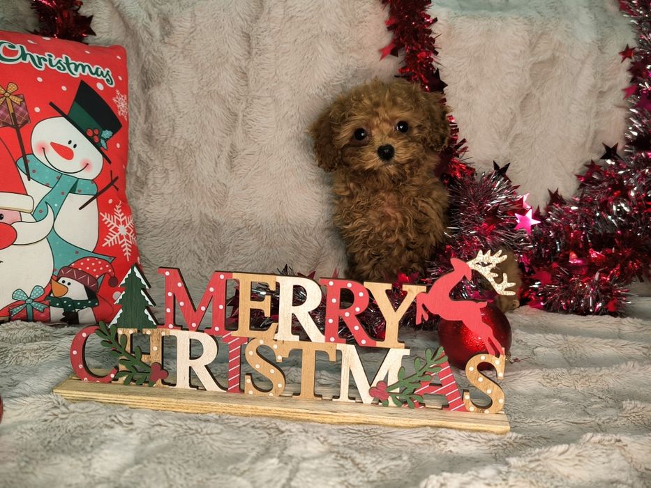 Vand fetita Pudel rosu toy