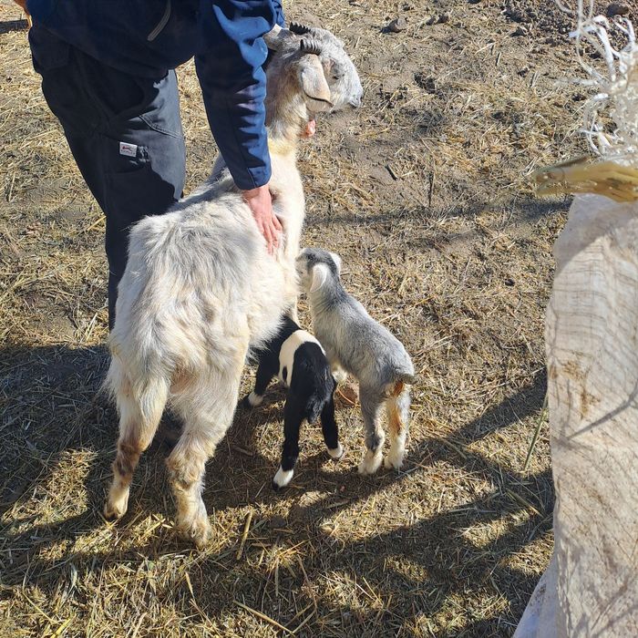 Vand 2 capre cu iezi