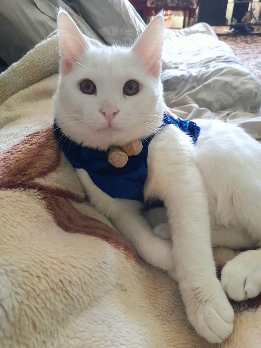 Отдам даром кота Барсик