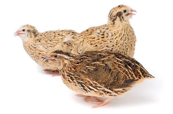 Navoiy viloyati Qiziltepa