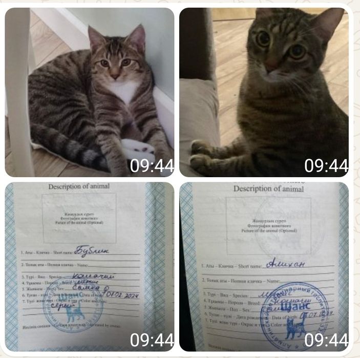 Котики в очень добрые руки
