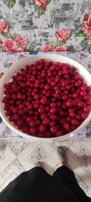 Вишня местная с дачи.
