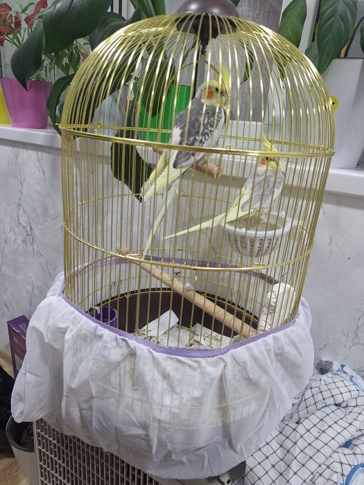 Пара кареллы с клеткой