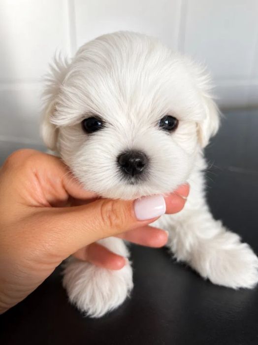 Pui de bichon maltez mini toy