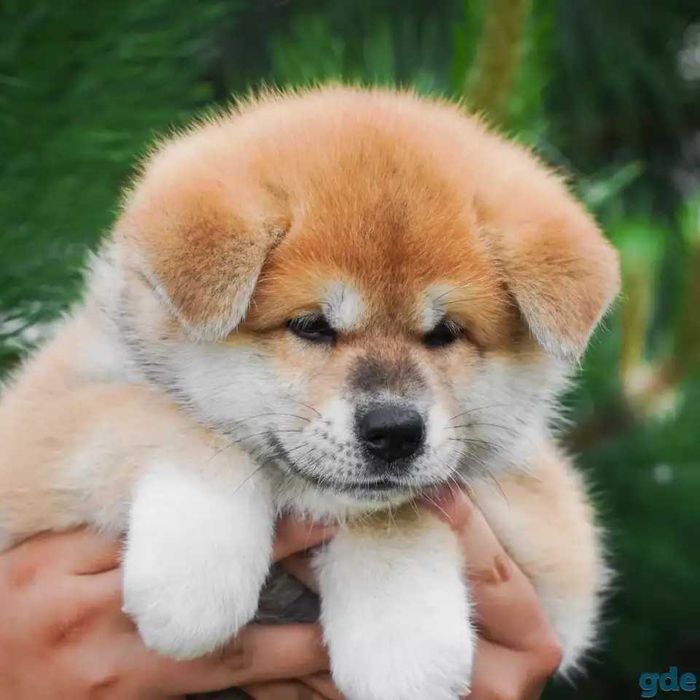 Щенки акиты, Каспий рассрочка