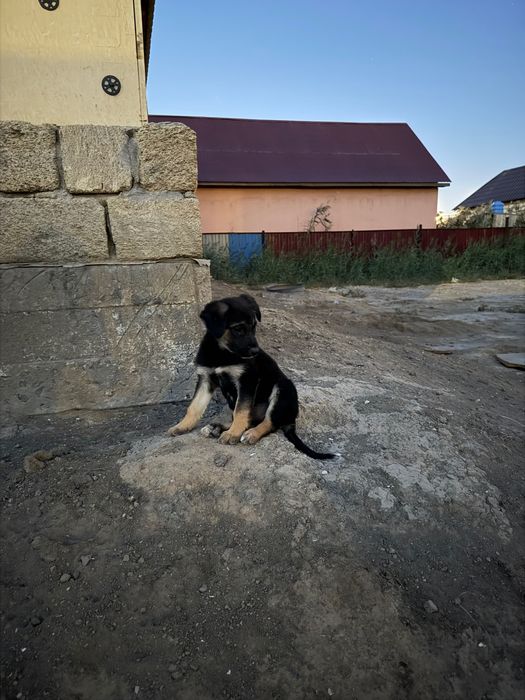 Щенок ждет тебя!