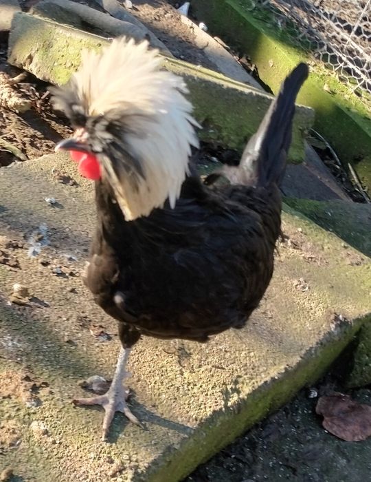 Moțată olandeză (cocoș)