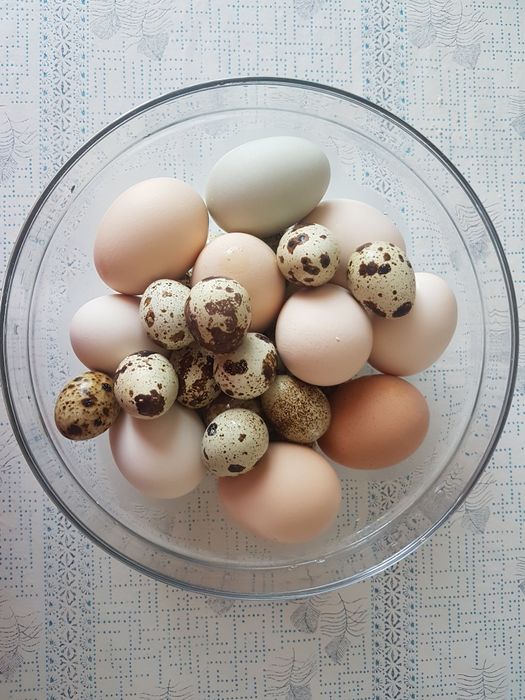 Продам перепелиное яйцо