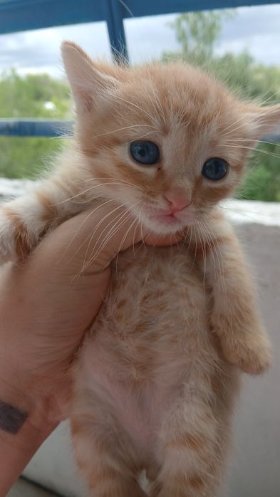 Котёнок ищет дом