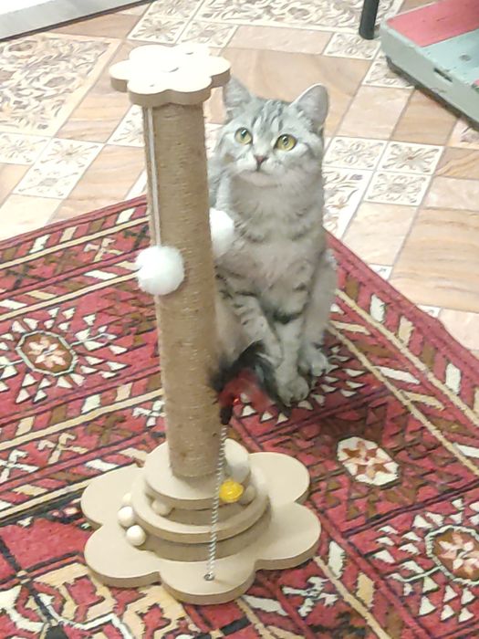 Когтеточка для кошки.